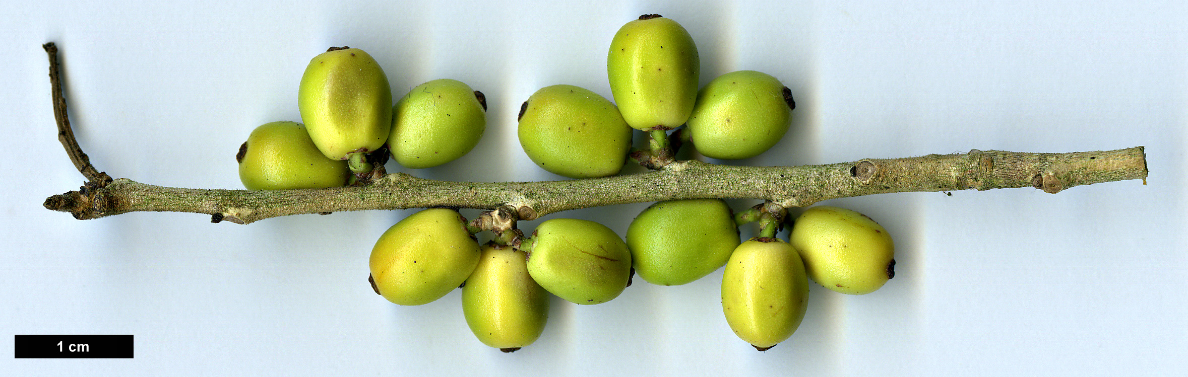 High resolution image: Family: Aquifoliaceae - Genus: Ilex - Taxon: bioritsensis